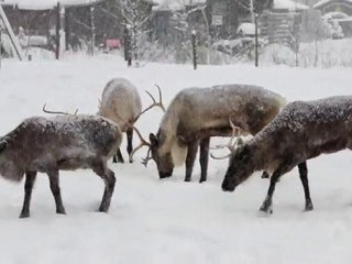 eine Gruppe Rentiere im Winter - Merry Christmas -