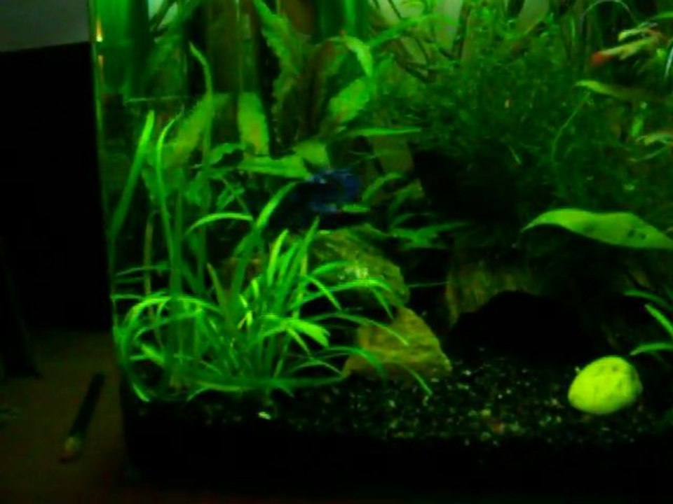 nano 30l betta et RC