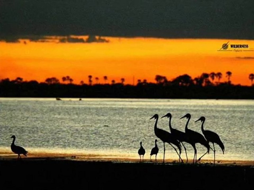 Ekrem Düzgünoğlu-Biliyorum