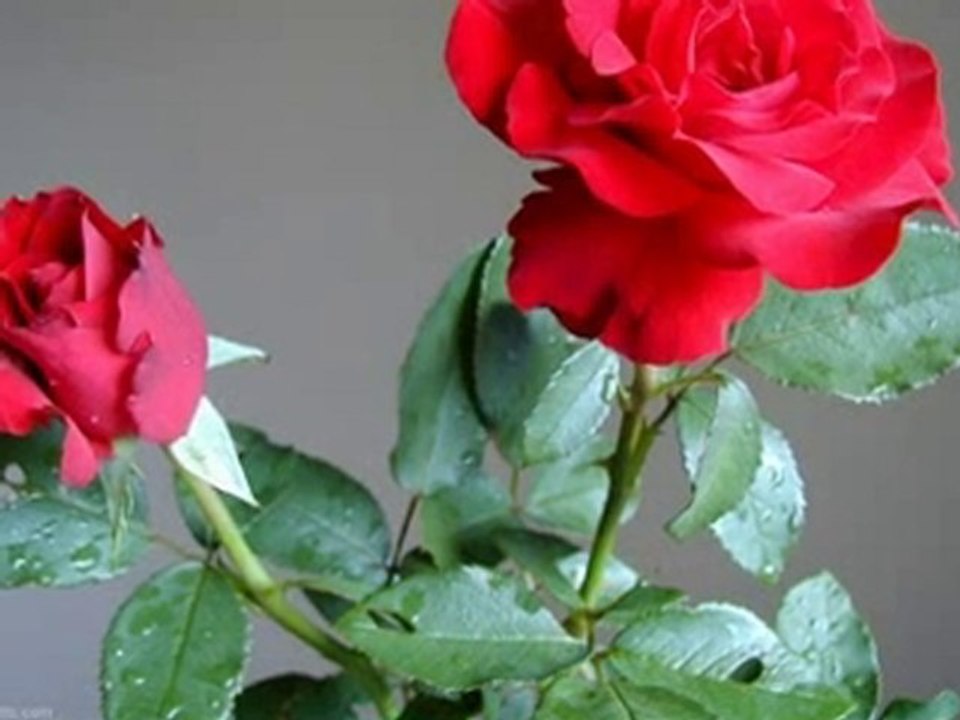 DJ KARIZMA SENI SEVDIGIM ICIN ÖZUR DILERIM