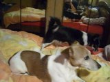 mes tetars (chihuahuas)