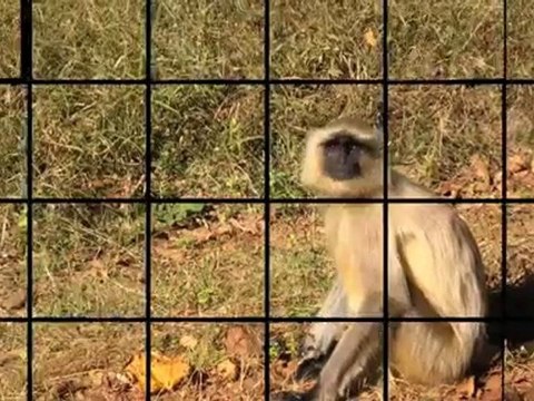 My trip to Bandhavgarh National Park