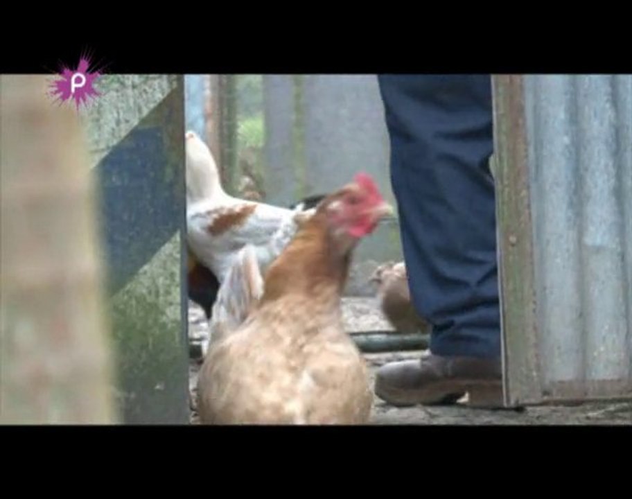 Coco le poulet à 4 pattes !