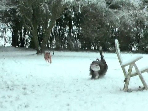 BALLETS D' HIVER ... (Galgos, Bearded Collie)