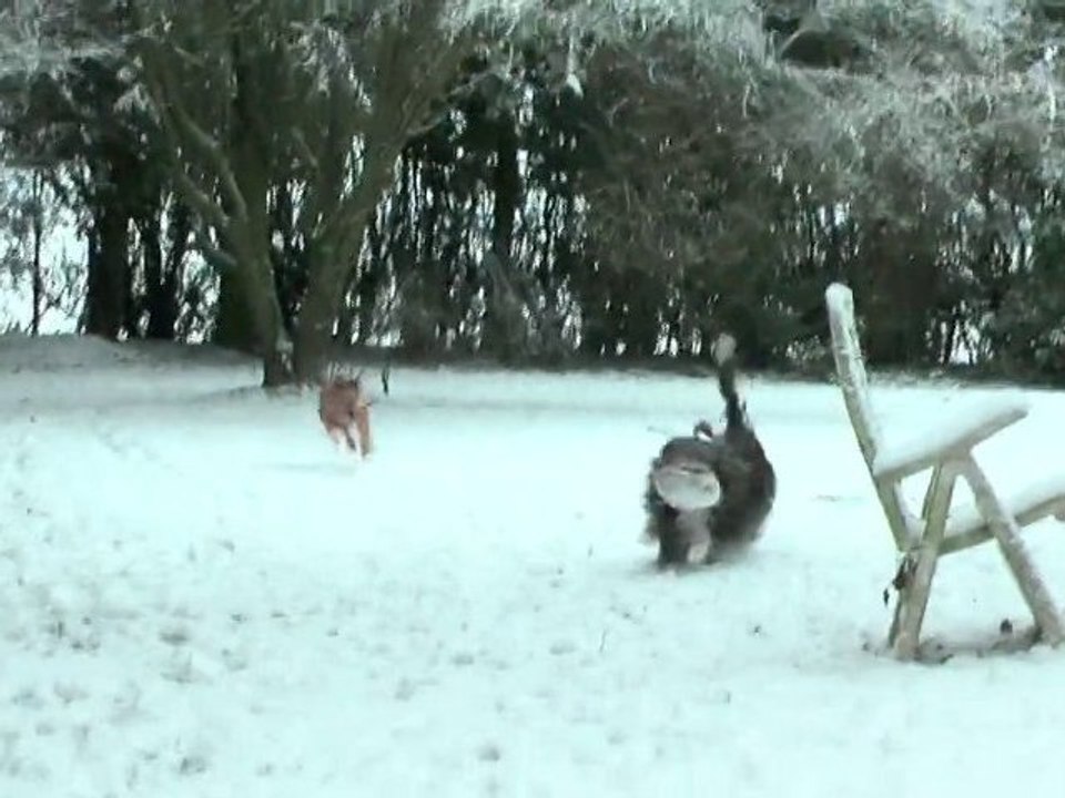 BALLETS D' HIVER ... (Galgos, Bearded Collie)