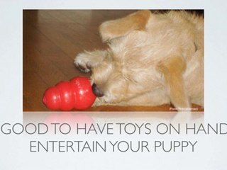 Puppy Training Tips: What equipment do you need?