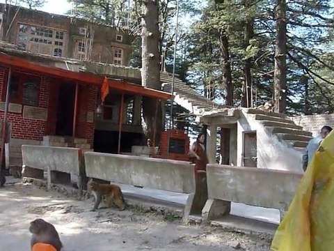 Inde 2010 - Shimla - Singes près de Jakhu temple