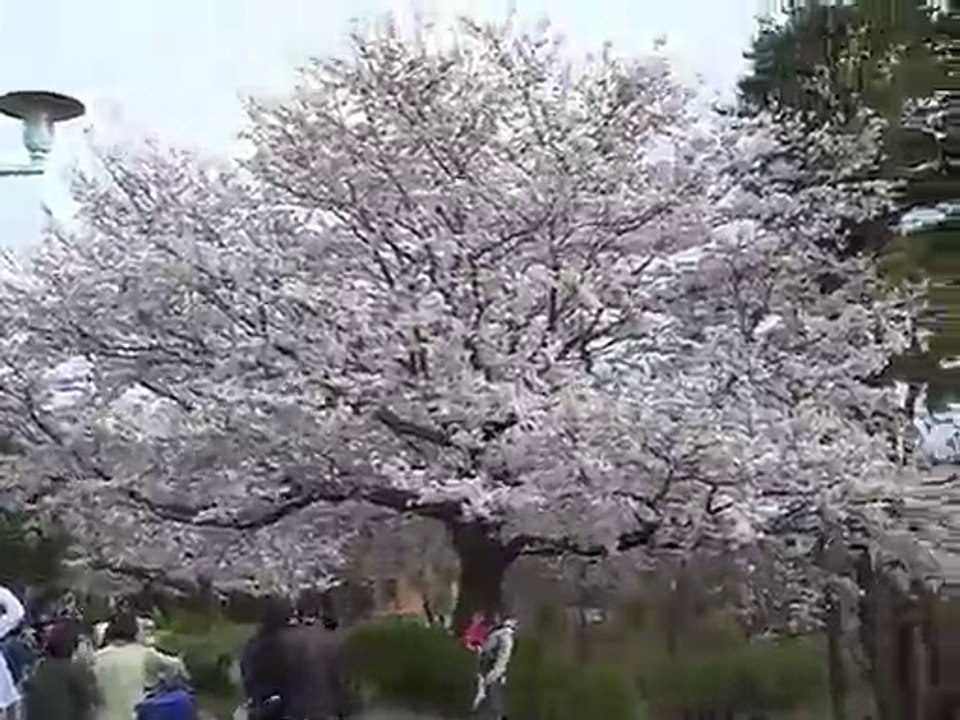 多摩湖自転車道の桜　2009