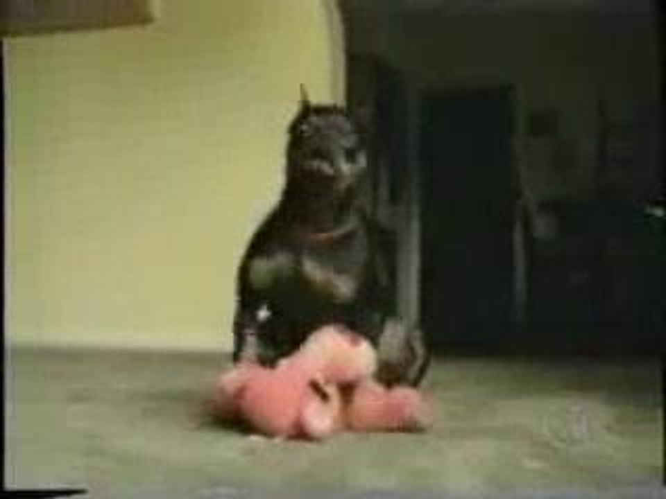Animaux obsédés