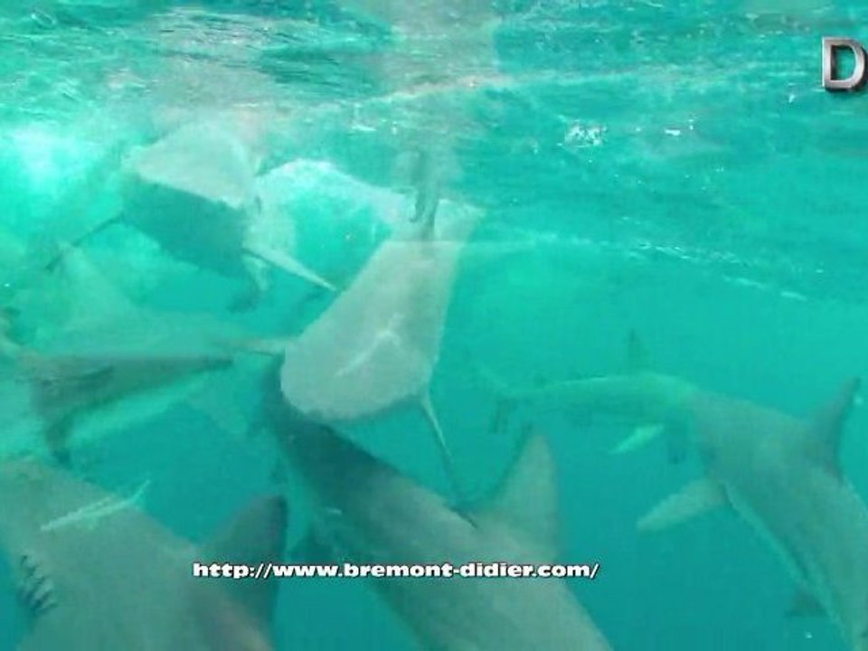 Nage avec les requins bordé 2010 - Blacktip shark
