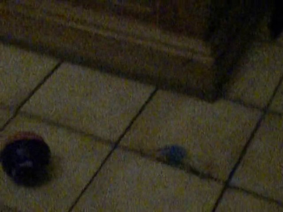 toutouille, mon furet !