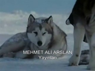 bir sibirya kurdun hikayesi @ MEHMET ALİ ARSLAN Yayınları