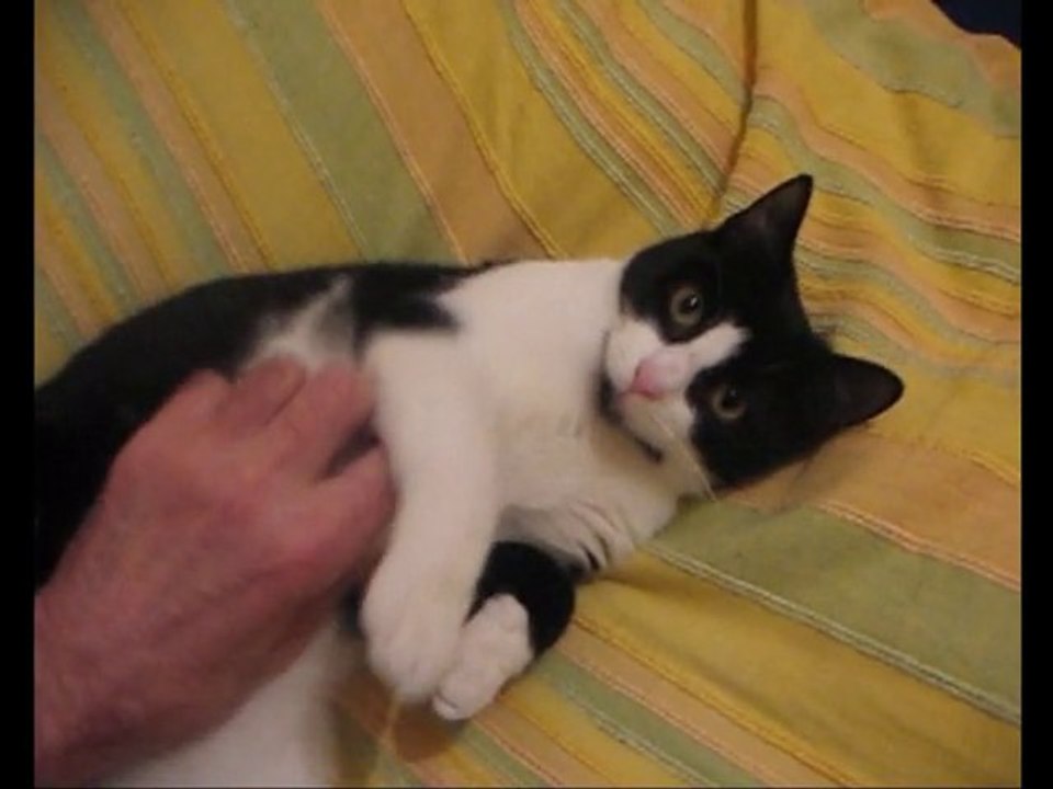 Katze.vijanfl.flensburg