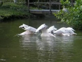 Pelikanen in Paradisio