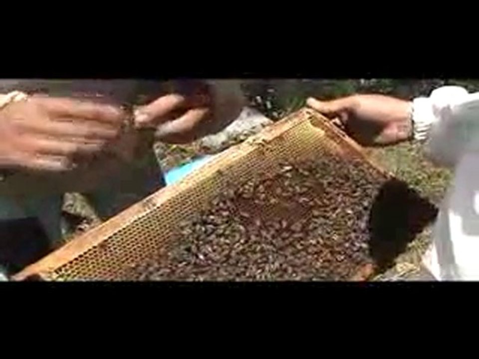 Arı Hasadı > www.WebTarimTv.com
