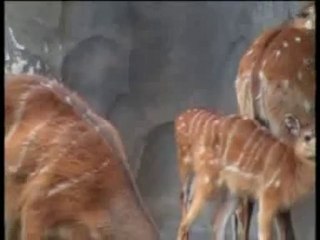 Crías de sitatunga - Bioparc Valencia