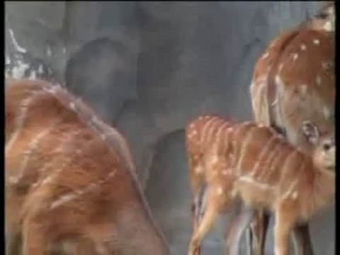 Crías de sitatunga - Bioparc Valencia