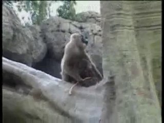 Cría de dril comiendo con su madre