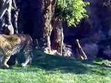 Cras de leopardo - Bioparc Valencia