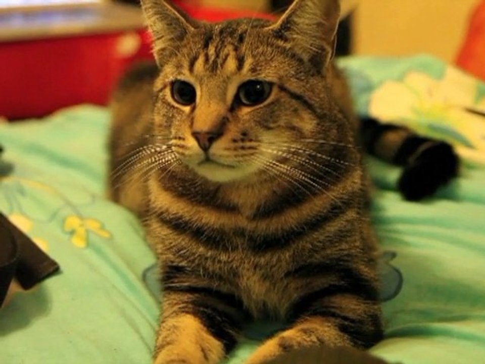 Les animaux de compagnie