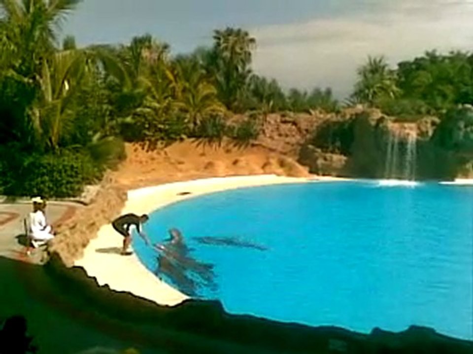 Pokaz delfinów w Loro Parque na Wyspach Kanaryjskich