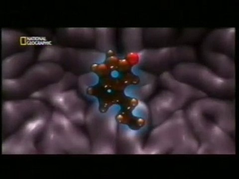 Cerebro y LSD: Nichols y Vollenweider