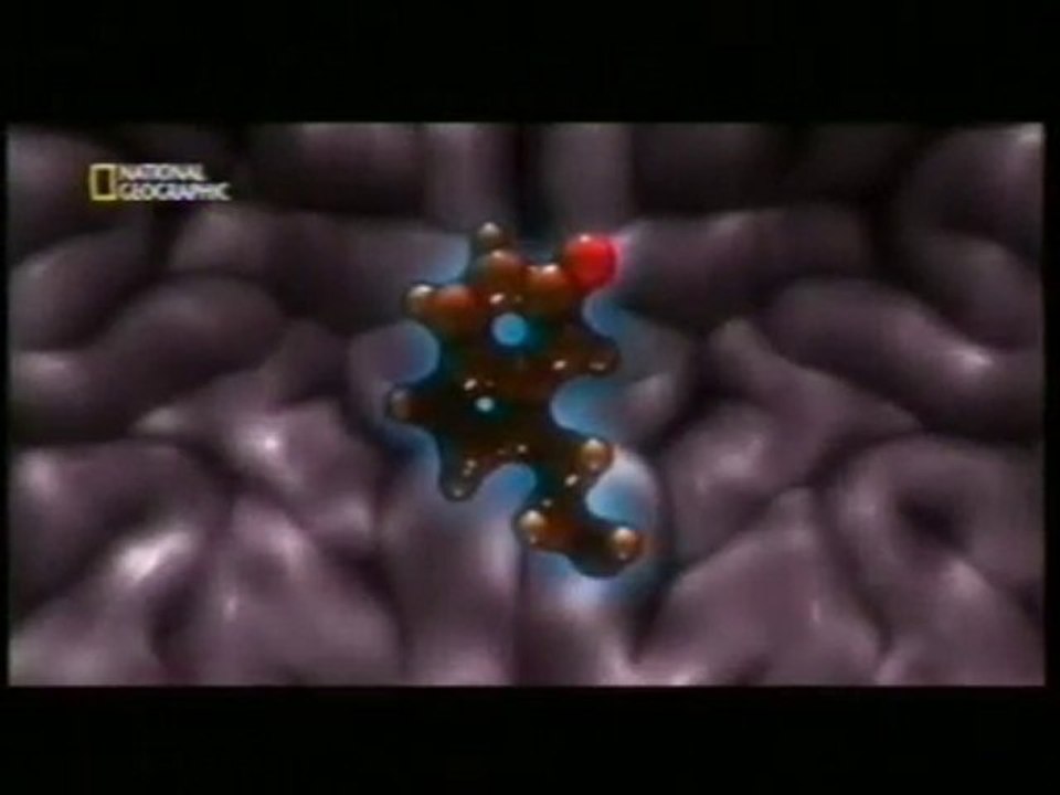 Cerebro y LSD: Nichols y Vollenweider