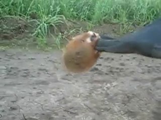Evil Hamster - le rongeur le plus méchant du monde
