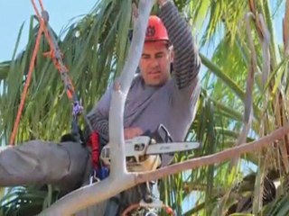 Tree Felling Bibra Lake Abundant Earth Tree Care WA