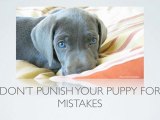 [Puppy Training Tips]  How Do I Start Housebreaking A Puppy?