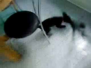 poupy contre l'aspirateur