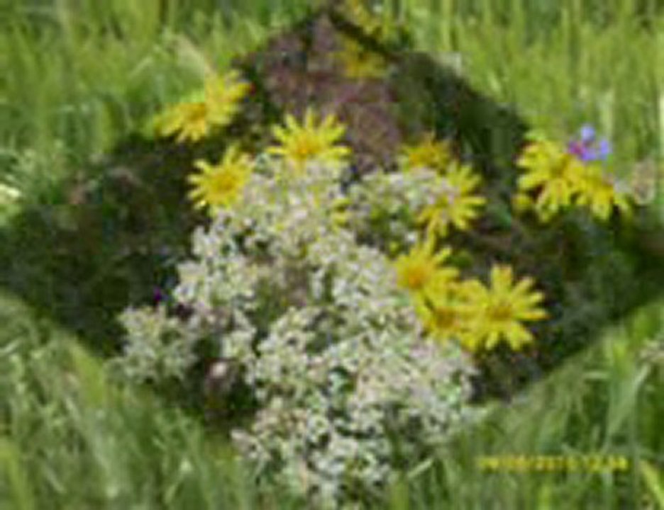 MAYIS 2010 RESİMLERİ-4--İRFAN VURAL (irfan-vural@hotmail.com