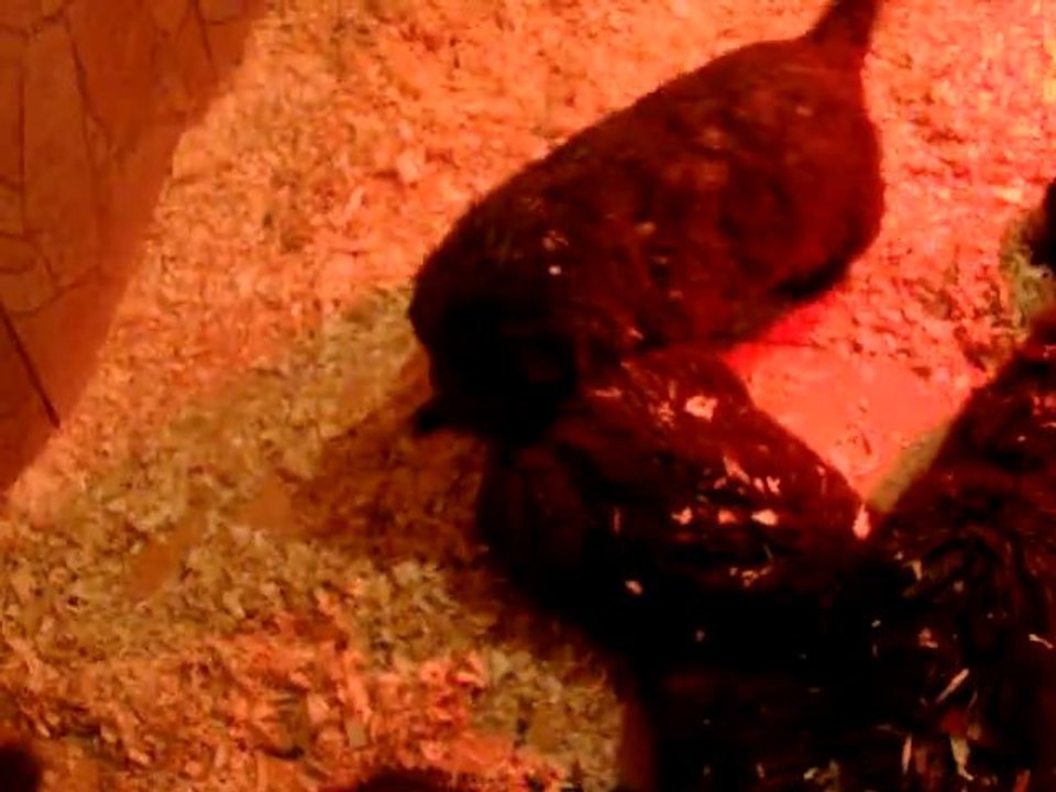 chiots bonny terre neuve marron de VALOYAN