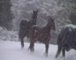 kalimero Z avendre sous la neige en normandie le 20decembre