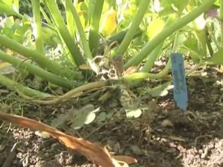 An Introduction To Vegetable Gardens