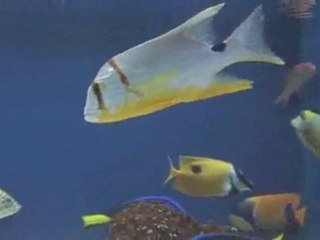 Should I Get A Fish : Do fish make good pets?