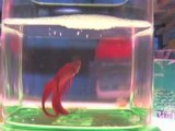 Betta Fish : What are the most common diseases that affect bettas?
