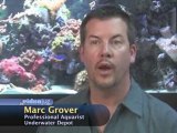 Aquarium Plants And Invertebrates : What plants are best for my freshwater aquarium?