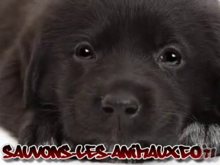 Chien chante noël