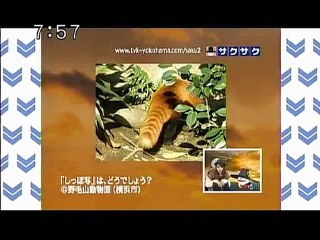 sakusaku 101223 4 野毛山動物園からレッサーパンダのしっぽ写です、の巻