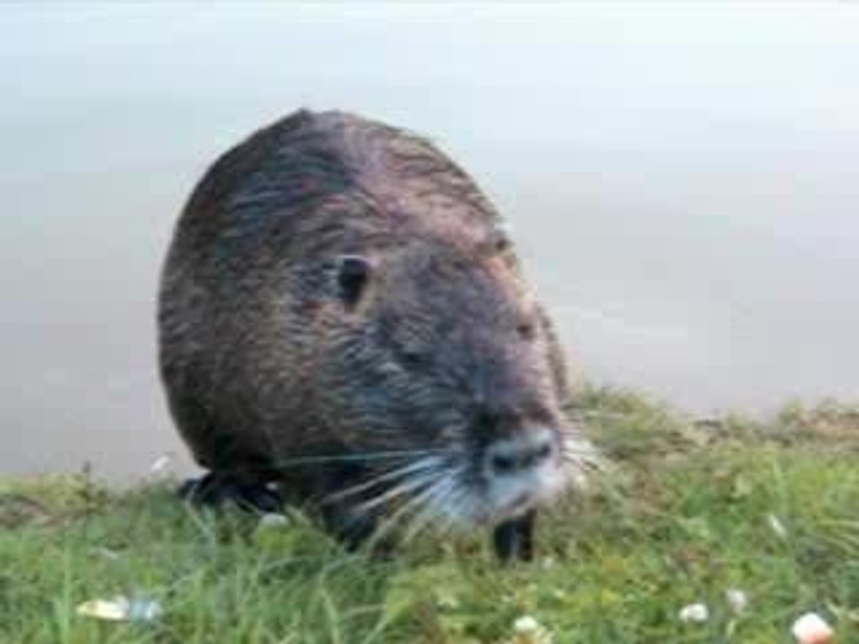 diner du ragondin