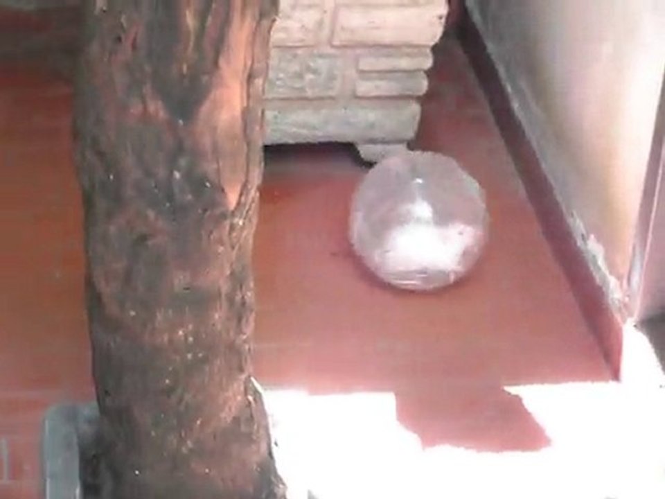 Nina y su pelota