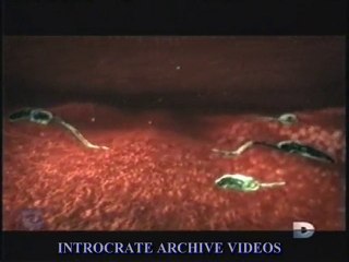 Parasites, Des Assassins sans Scrupule - 3 de 3