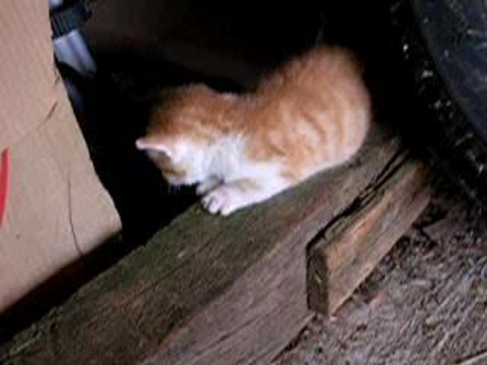 chatons