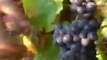 Burgundy - Bureau Interprofessionnel des Vins de Bourgogne