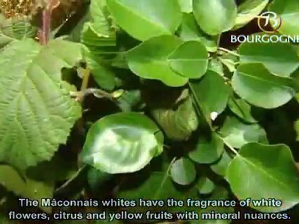 Burgundy white wine tasting session - BIVB