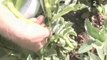 How To Harvest Broad Beans