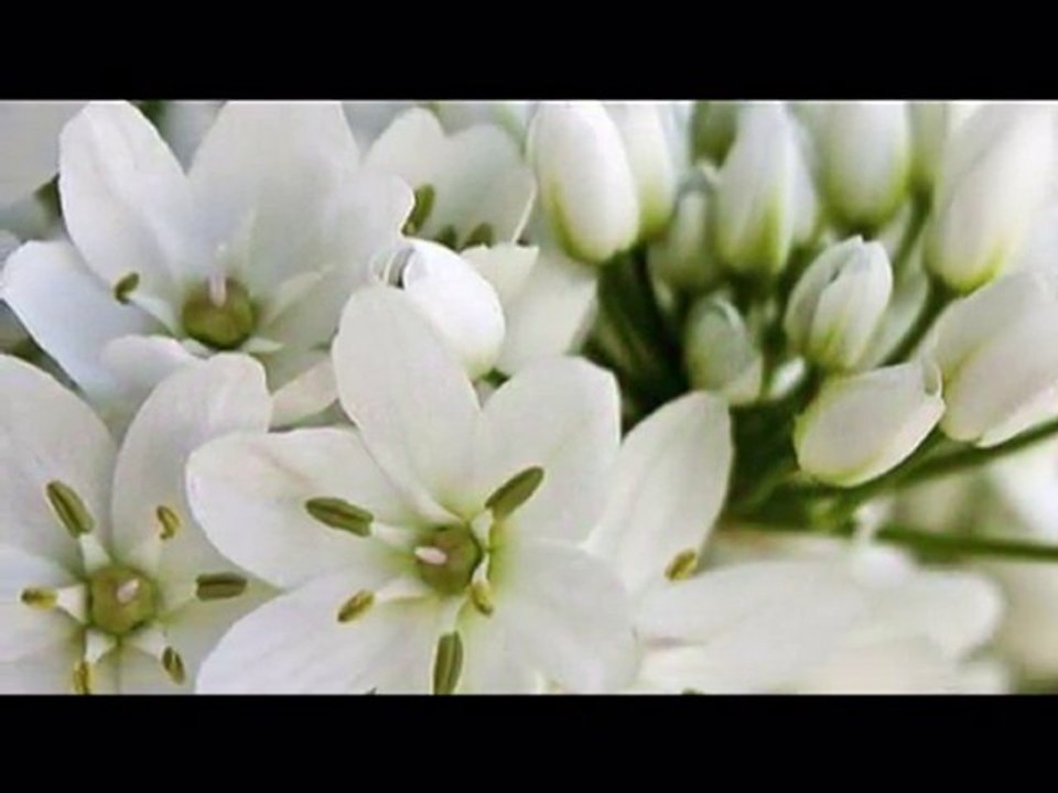 NiLinMavisi - Aşk Çizgisi(Ü.Yaşar Oğuzcan)