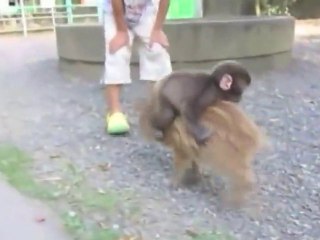 Baby Monkey - Bébé singe monte sur un cochon [Cute Pet]