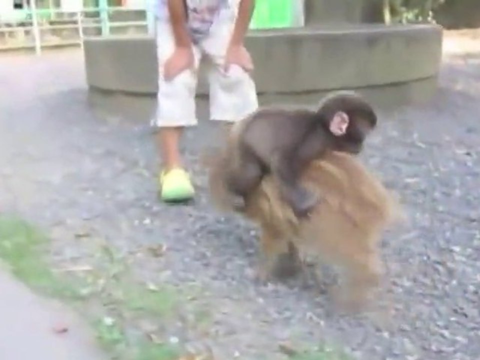 Baby Monkey - Bébé singe monte sur un cochon [Cute Pet]